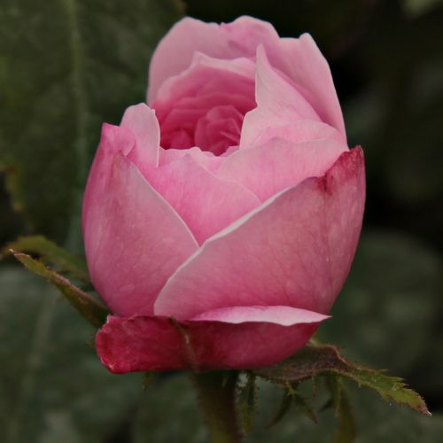 Rosa Jacques Cartier - ružová - Stromkové ruže s kvetmi anglických ružístromková ruža s kríkovitou tvarou koruny